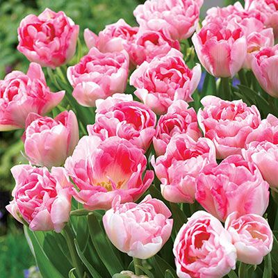 Tulips Angelique