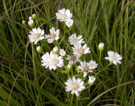 White Aster Flower