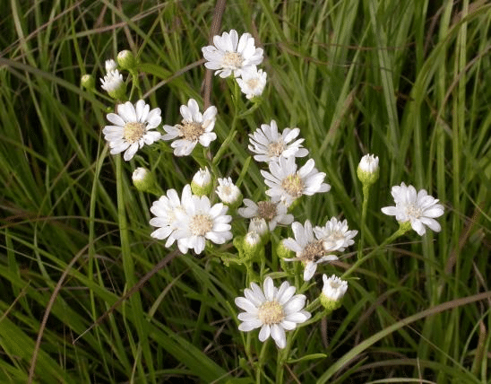 White Aster Flower White Aster Flower