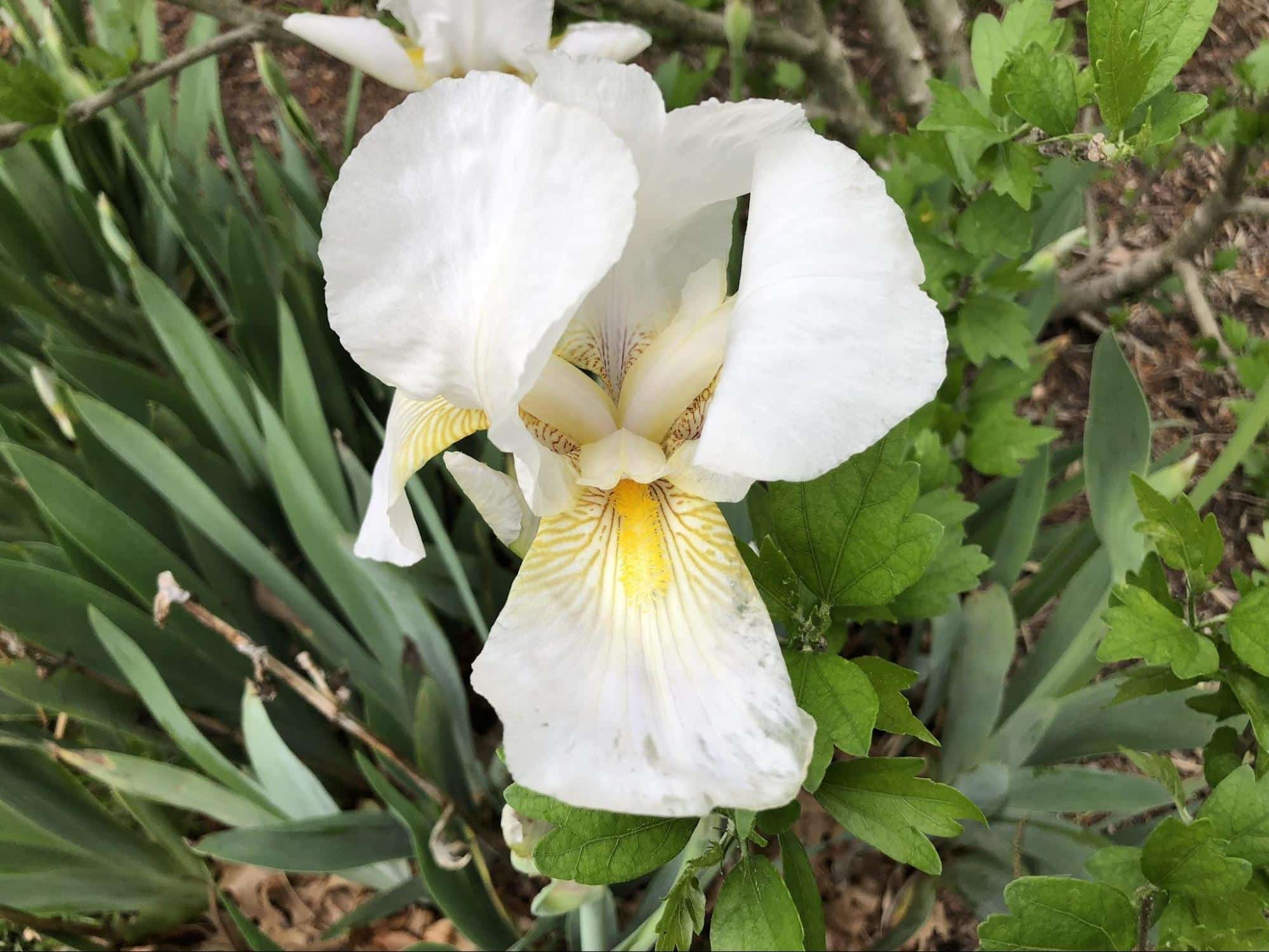 White Bearded Iris
