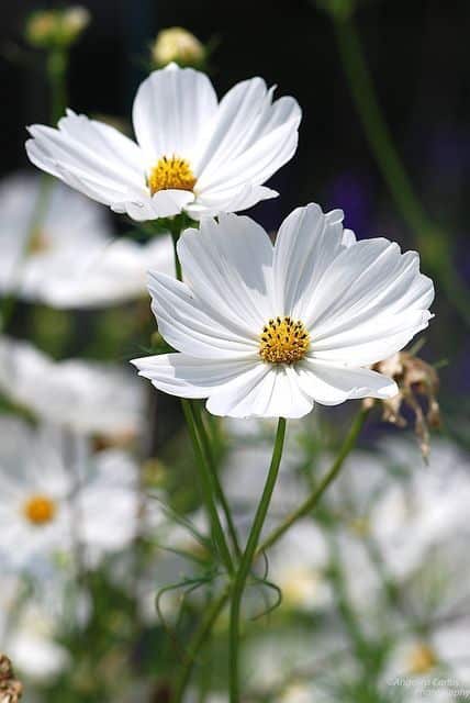 White Cosmo in full bloom