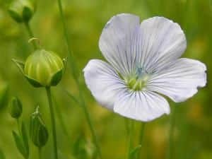 White Flaxseed flower (Linum usitatissimum)