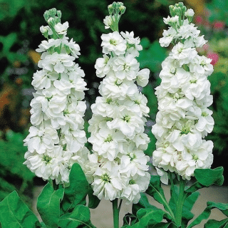 White Hoary Stock
