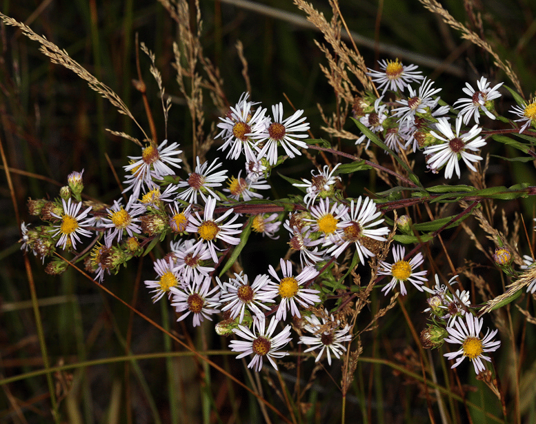 White Panicle Aster White Panicle Aster