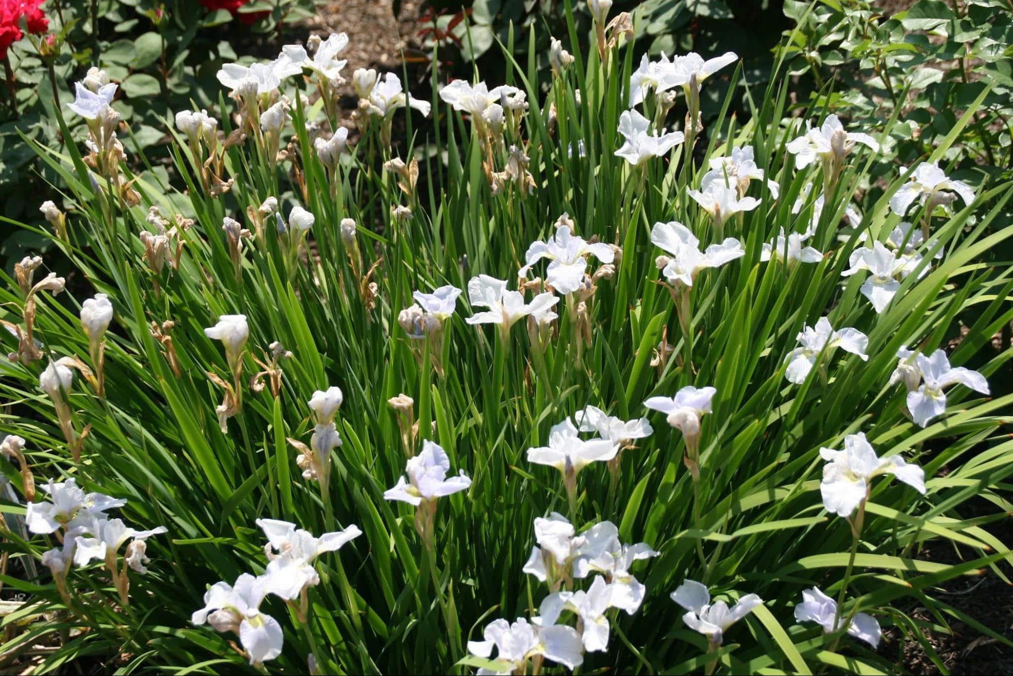 White Siberian iris