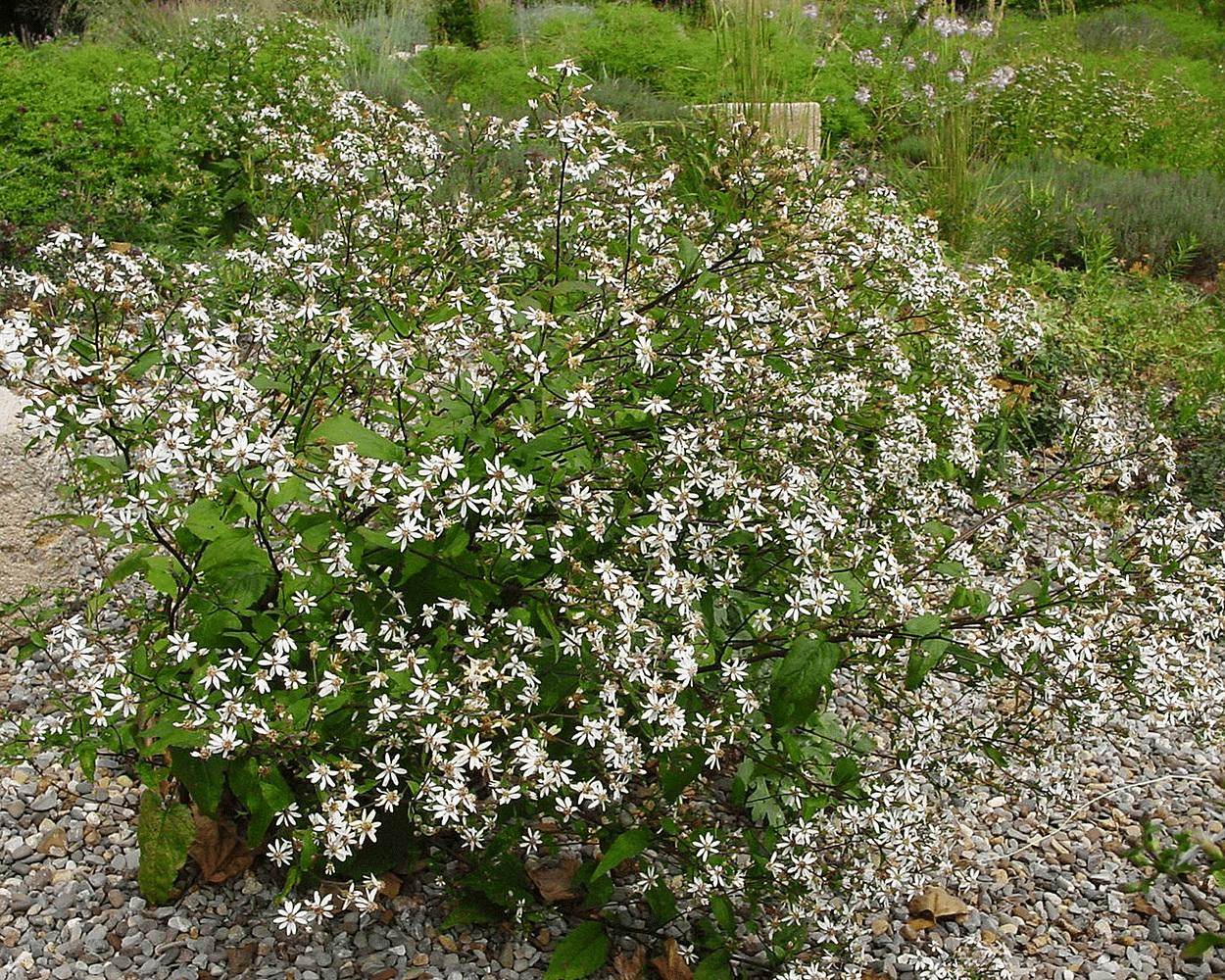 White Wood Aster Plant White Wood Aster Plant
