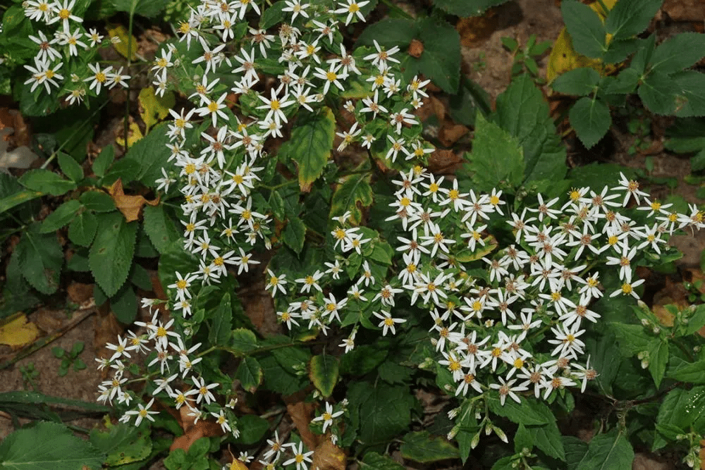 White Woodland Aster White Woodland Aster