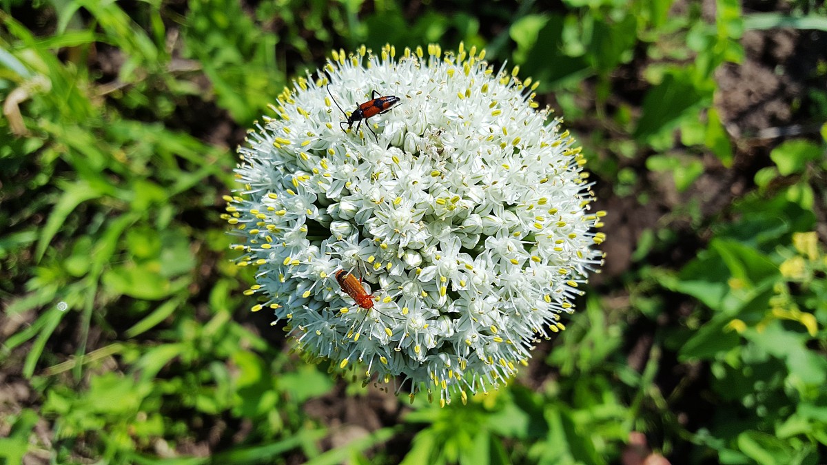 White allium flower