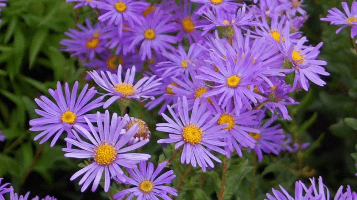 White and Purple Asters