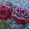 Winter rose