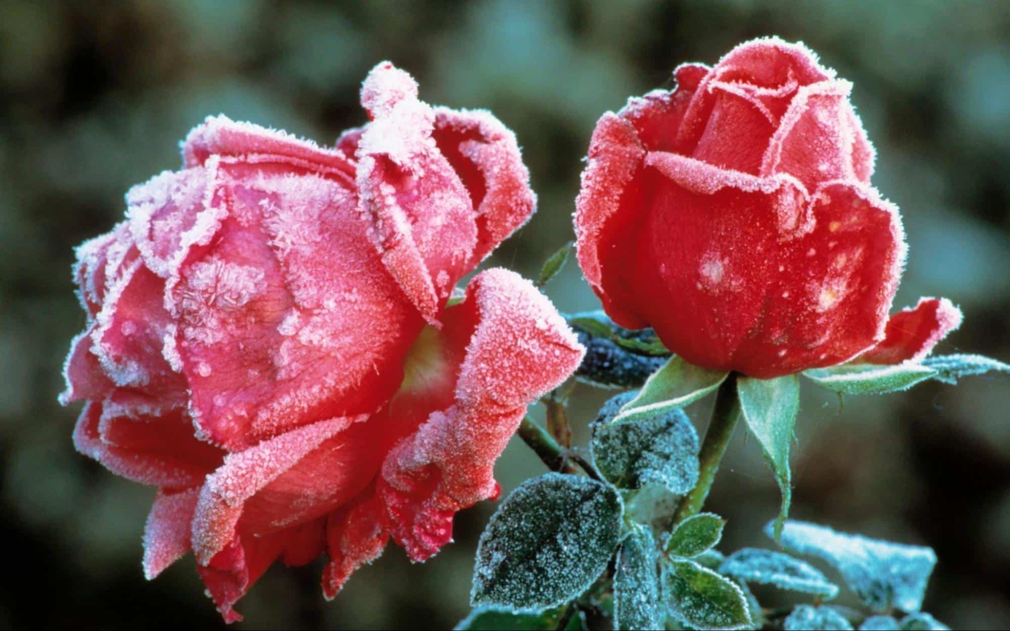 Winter rose (Hellebores) plant