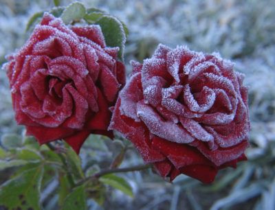 Winter rose