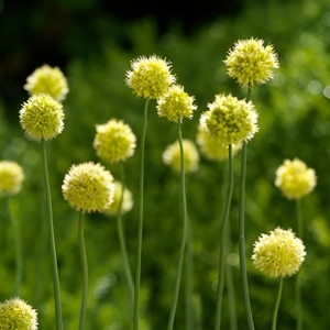 Yellow Allium