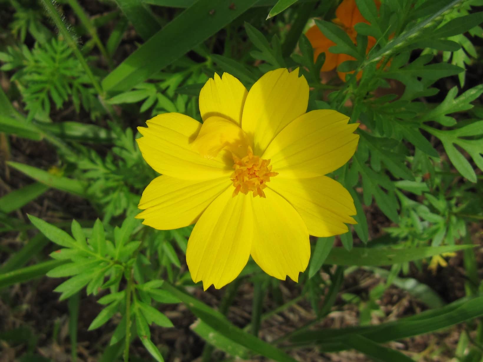 Yellow Cosmos