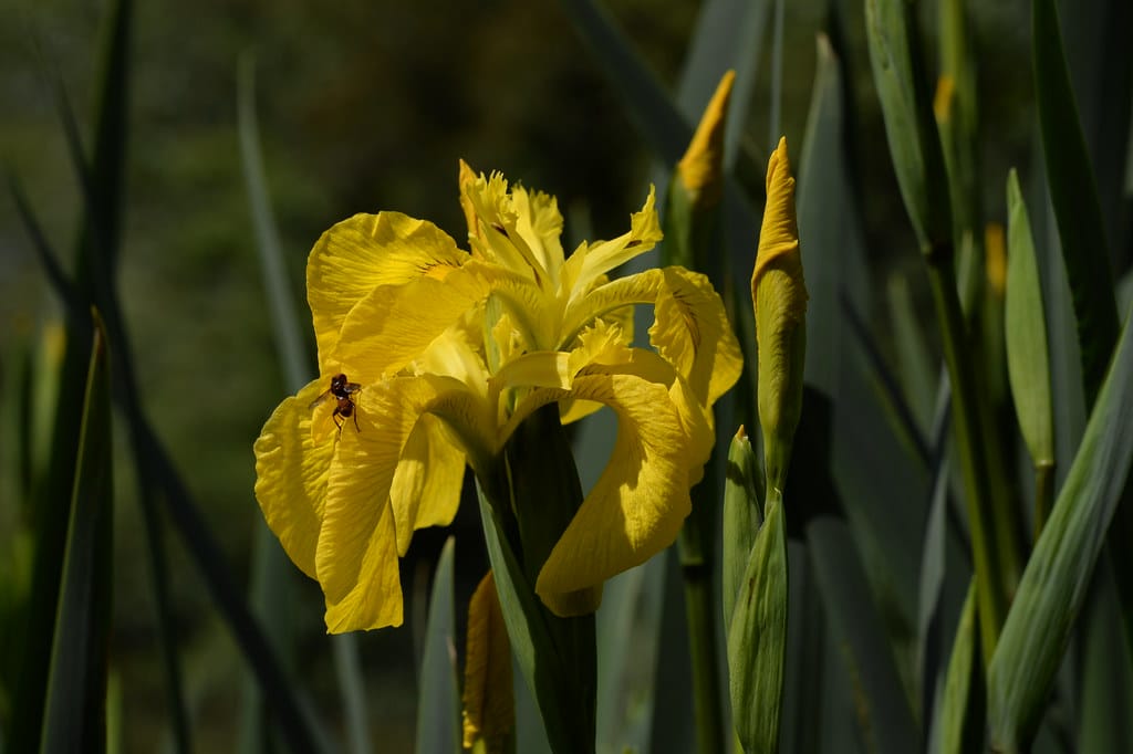 Yellow Flag Water iris