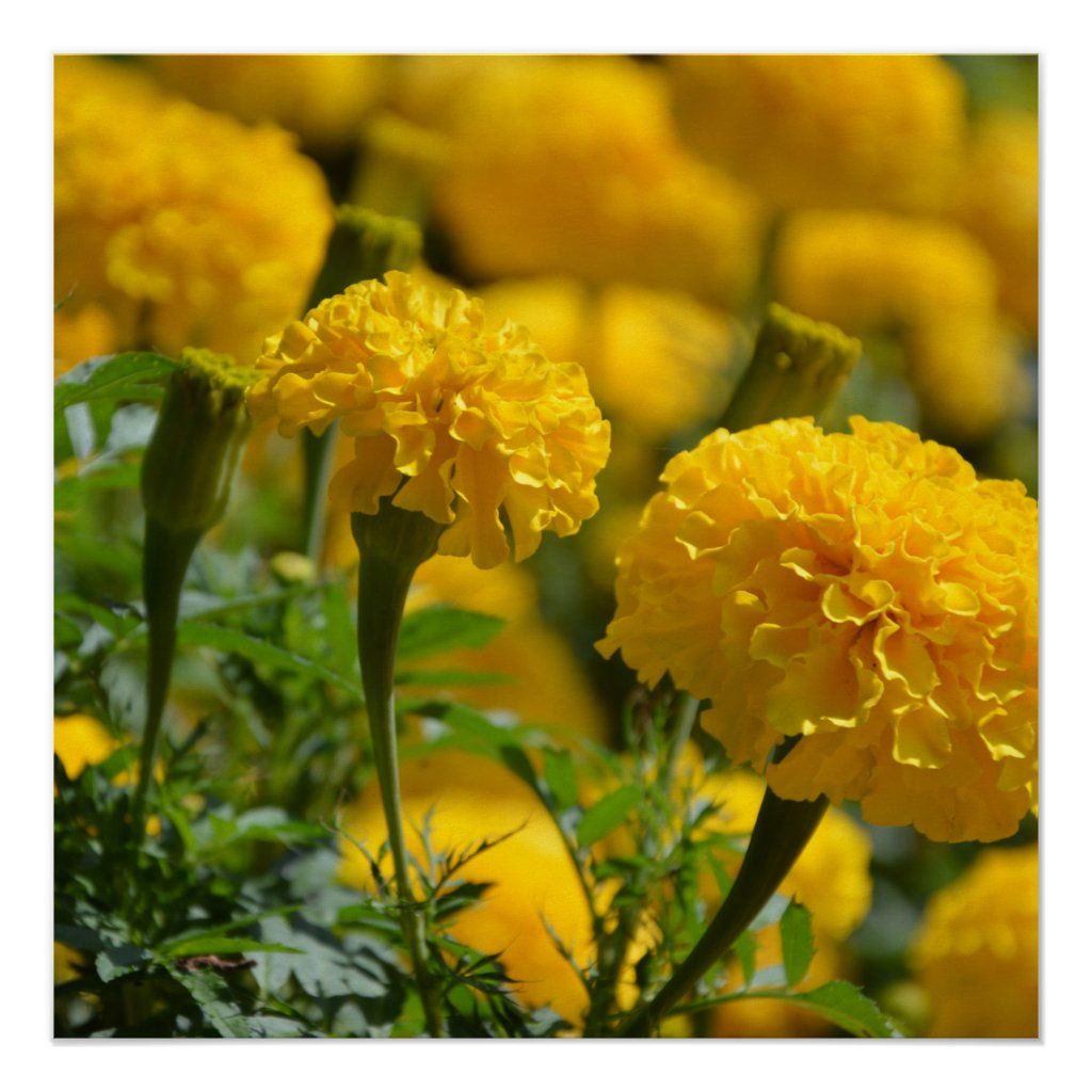 Yellow Marigold Flowers