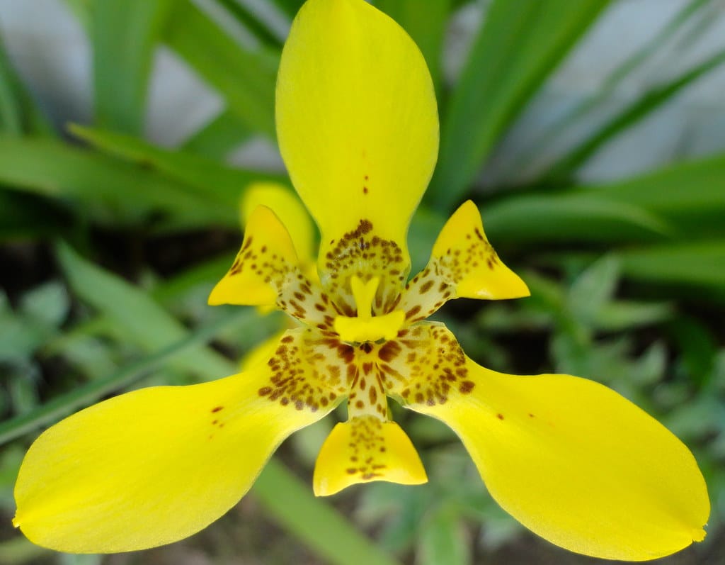 Yellow Walking Iris
