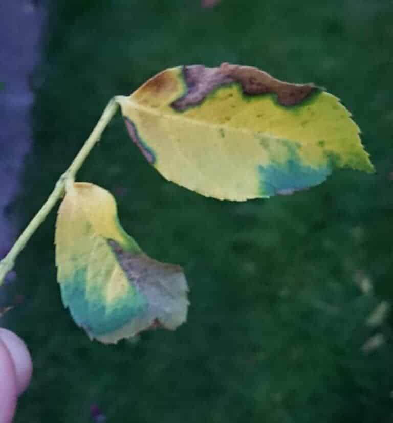 Yellow leaves on rose caused by environmental factors