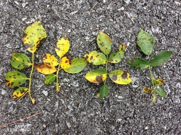 Yellow leaves