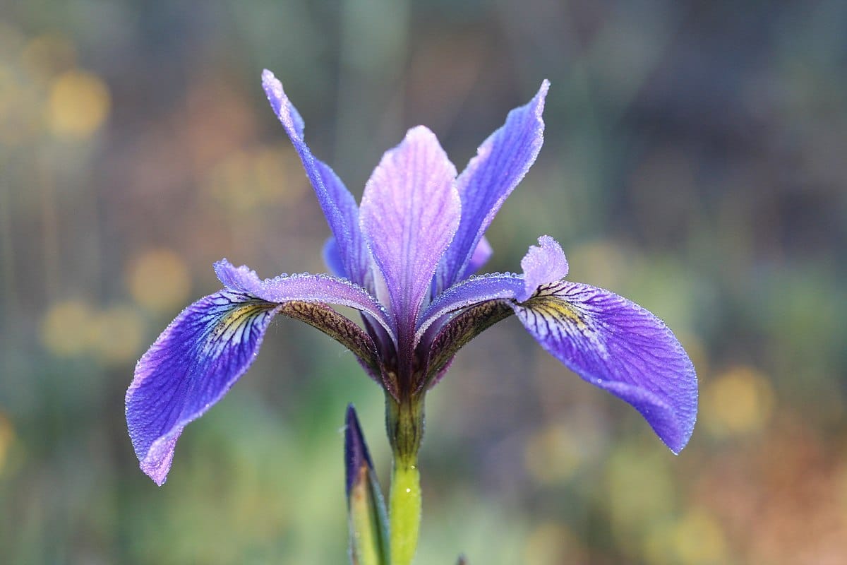 iris Versicolor purple Flame (Blue flag iris)