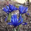 iris breeding, iris, schwertliliengewächs