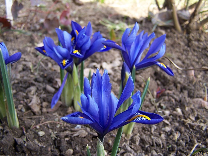 iris breeding, iris, schwertliliengewächs