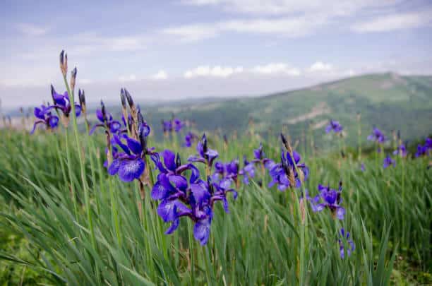 iris in the fields